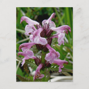 Chamisso Lousewort, Insel Unalaska Postkarte