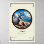 Chamois Zoologie-Serie Poster (Vorne)