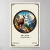 Chamois Zoologie-Serie Poster (Vorne)
