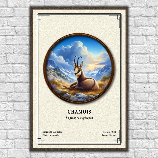 Chamois Zoologie-Serie Poster