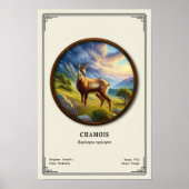 Chamois Zoologie Serie Poster (Vorne)