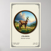 Chamois Zoologie Serie Poster (Vorne)