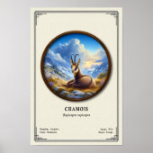 Chamois Zoologie-Serie Poster (Vorne)