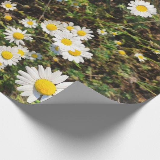 Chamomile-Blume Geschenkpapier (Ecke)