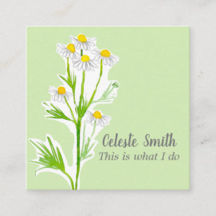 Chamomile Blume Herb Pflanze Illustration Green Quadratische Visitenkarte