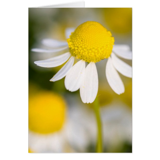 Chamomile Blume nah-up, Ungarn (Vorne)