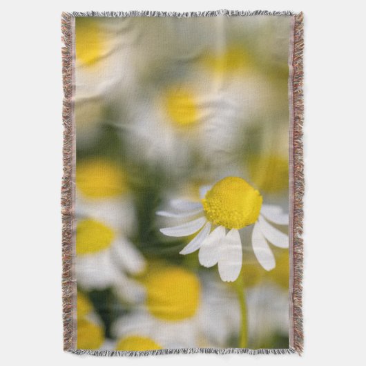 Chamomile Blume nah-up, Ungarn Decke (Vorderseite Vertikal)