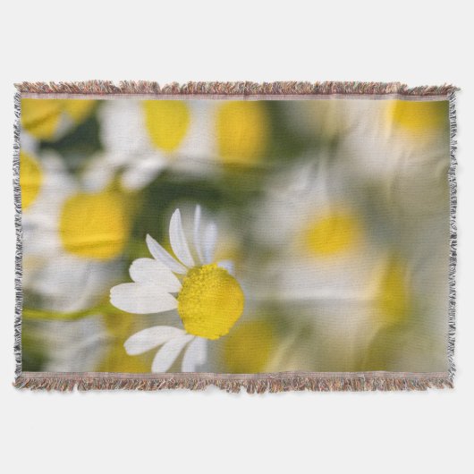 Chamomile Blume nah-up, Ungarn Decke (Vorderseite)