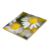 Chamomile Blume nah-up, Ungarn Fliese (Seite)