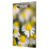 Chamomile Blume nah-up, Ungarn Klemmbrett (Links)