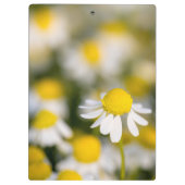 Chamomile Blume nah-up, Ungarn Klemmbrett (Rückseite)