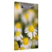 Chamomile Blume nah-up, Ungarn Klemmbrett (Rechts)