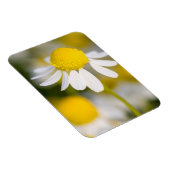 Chamomile Blume nah-up, Ungarn Magnet (Rechte Seite)