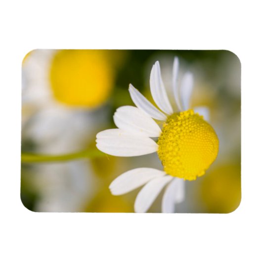 Chamomile Blume nah-up, Ungarn Magnet (Horizontal)