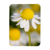 Chamomile Blume nah-up, Ungarn Magnet (Vertikal)