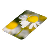 Chamomile Blume nah-up, Ungarn Magnet (Linke Seite)