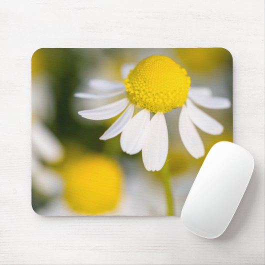 Chamomile Blume nah-up, Ungarn Mousepad (Mit Mouse)