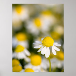Chamomile Blume nah-up, Ungarn Poster
