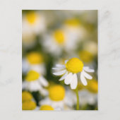 Chamomile Blume nah-up, Ungarn Postkarte (Vorderseite)