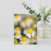 Chamomile Blume nah-up, Ungarn Postkarte (Stehend Vorderseite)
