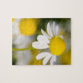 Chamomile Blume nah-up, Ungarn Puzzle (Horizontal)