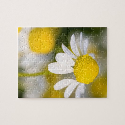 Chamomile Blume nah-up, Ungarn Puzzle (Horizontal)