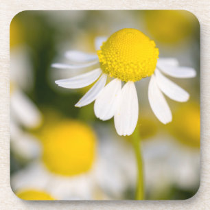 Chamomile Blume nah-up, Ungarn Untersetzer