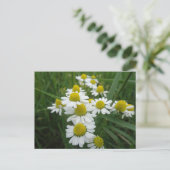 Chamomile Blume Nahe Postkarte (Stehend Vorderseite)