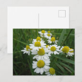 Chamomile Blume Nahe Postkarte (Vorne/Hinten)
