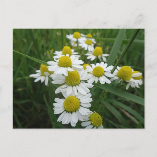 Chamomile Blume Nahe Postkarte (Vorderseite)