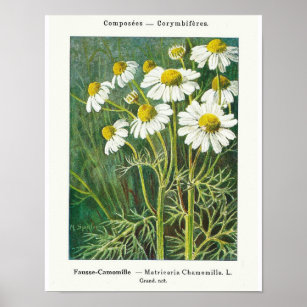 Chamomile-Blume Poster