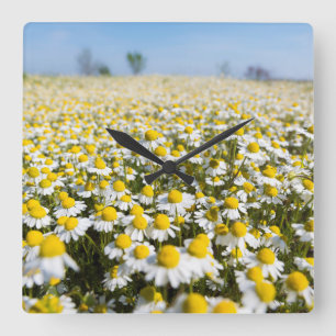 Chamomile Field, Hungary Quadratische Wanduhr