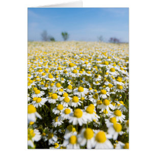 Chamomile Field, Ungarn