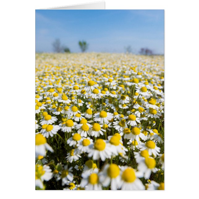 Chamomile Field, Ungarn (Vorne)