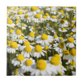 Chamomile Field, Ungarn Fliese (Vorderseite)