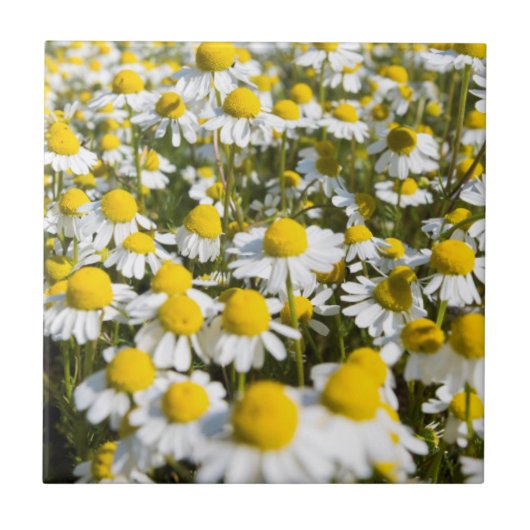 Chamomile Field, Ungarn Fliese (Vorderseite)