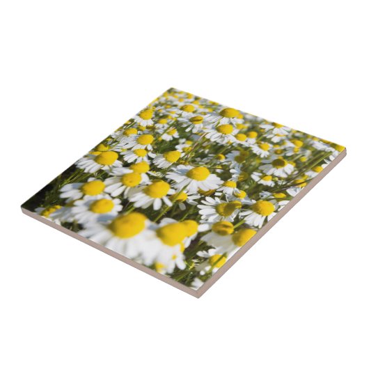 Chamomile Field, Ungarn Fliese (Seite)