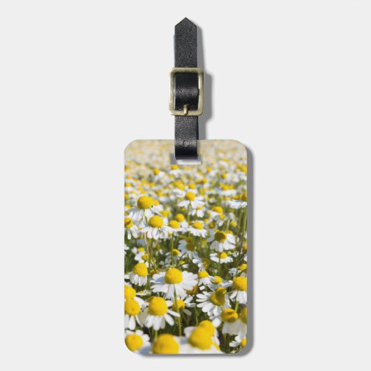 Chamomile Field, Ungarn Gepäckanhänger (Vorderseite vertikal)