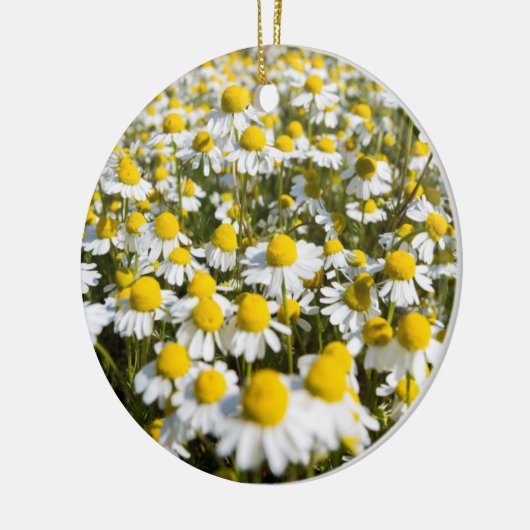 Chamomile Field, Ungarn Keramikornament (Links)