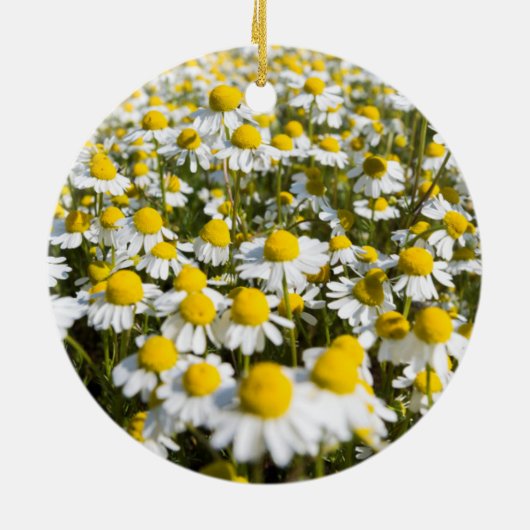 Chamomile Field, Ungarn Keramikornament (Hinten)