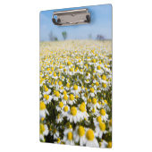 Chamomile Field, Ungarn Klemmbrett (Links)