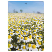 Chamomile Field, Ungarn Klemmbrett (Rückseite)
