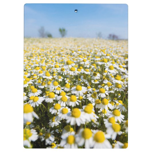 Chamomile Field, Ungarn Klemmbrett (Rückseite)