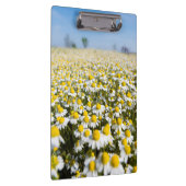 Chamomile Field, Ungarn Klemmbrett (Rechts)