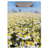 Chamomile Field, Ungarn Klemmbrett (Vorderseite)