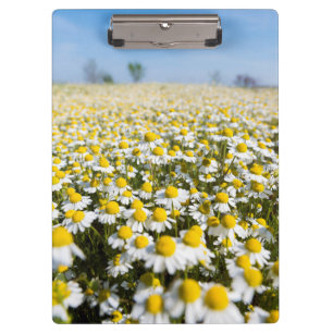Chamomile Field, Ungarn Klemmbrett