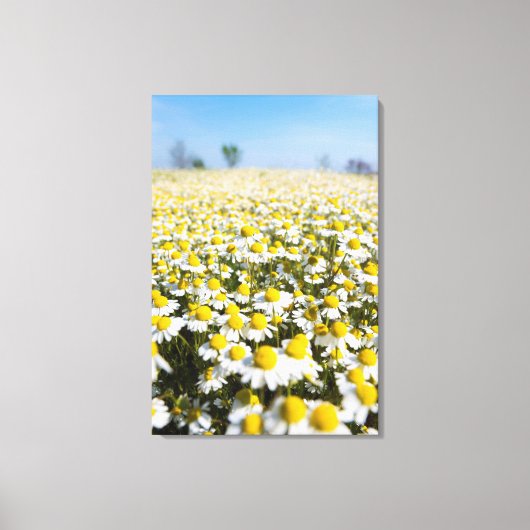 Chamomile Field, Ungarn Leinwanddruck (Vorderseite)