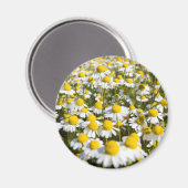 Chamomile Field, Ungarn Magnet (Vorderseite/Rückseite)