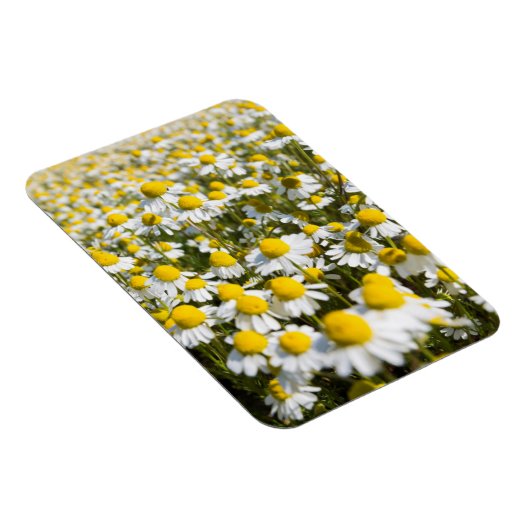Chamomile Field, Ungarn Magnet (Rechte Seite)