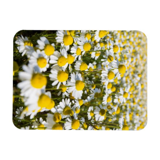 Chamomile Field, Ungarn Magnet (Horizontal)